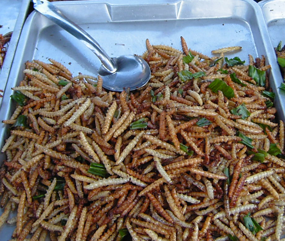 Creative Culinary Solutions Making Bugs Palatable (image credits: wikimedia)