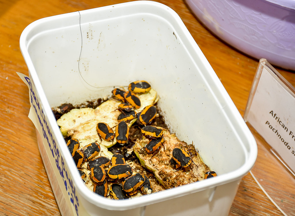 Regulatory Hurdles and Food Safety Considerations (image credits: flickr)