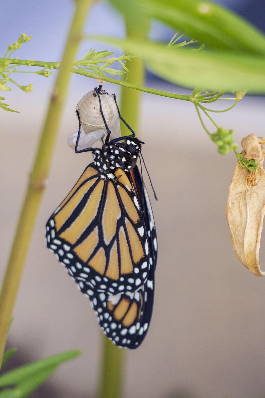 The Mind-Bending Process of Metamorphosis (image credits: pixabay)