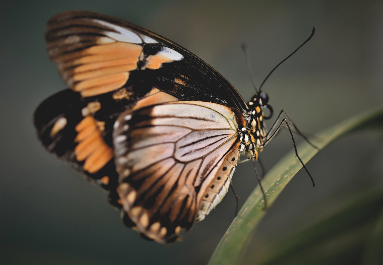 Where Memories Hide During the Great Transformation (image credits: pixabay)