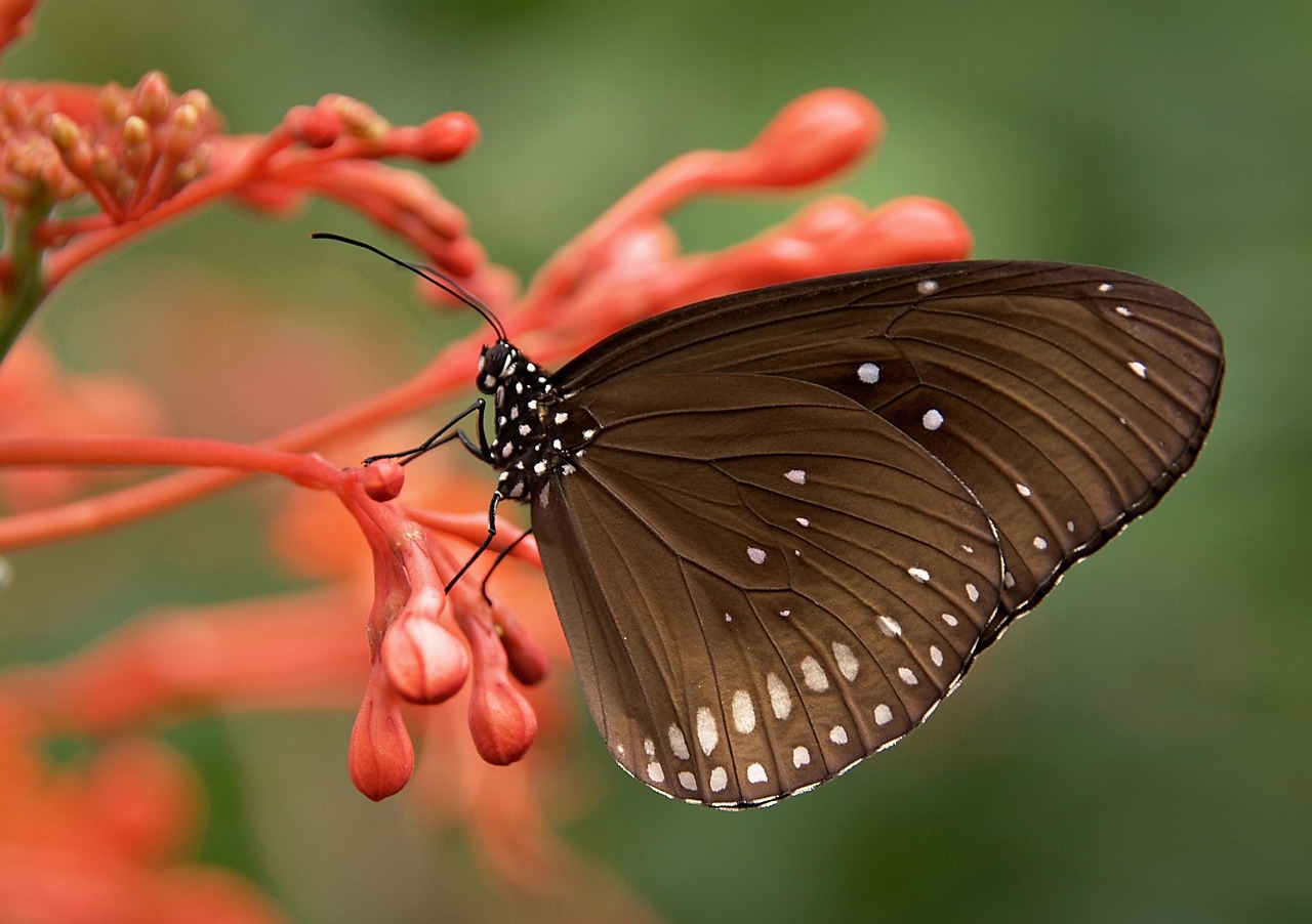 The Butterfly Brain: A Reconstruction Marvel (image credits: pixabay)