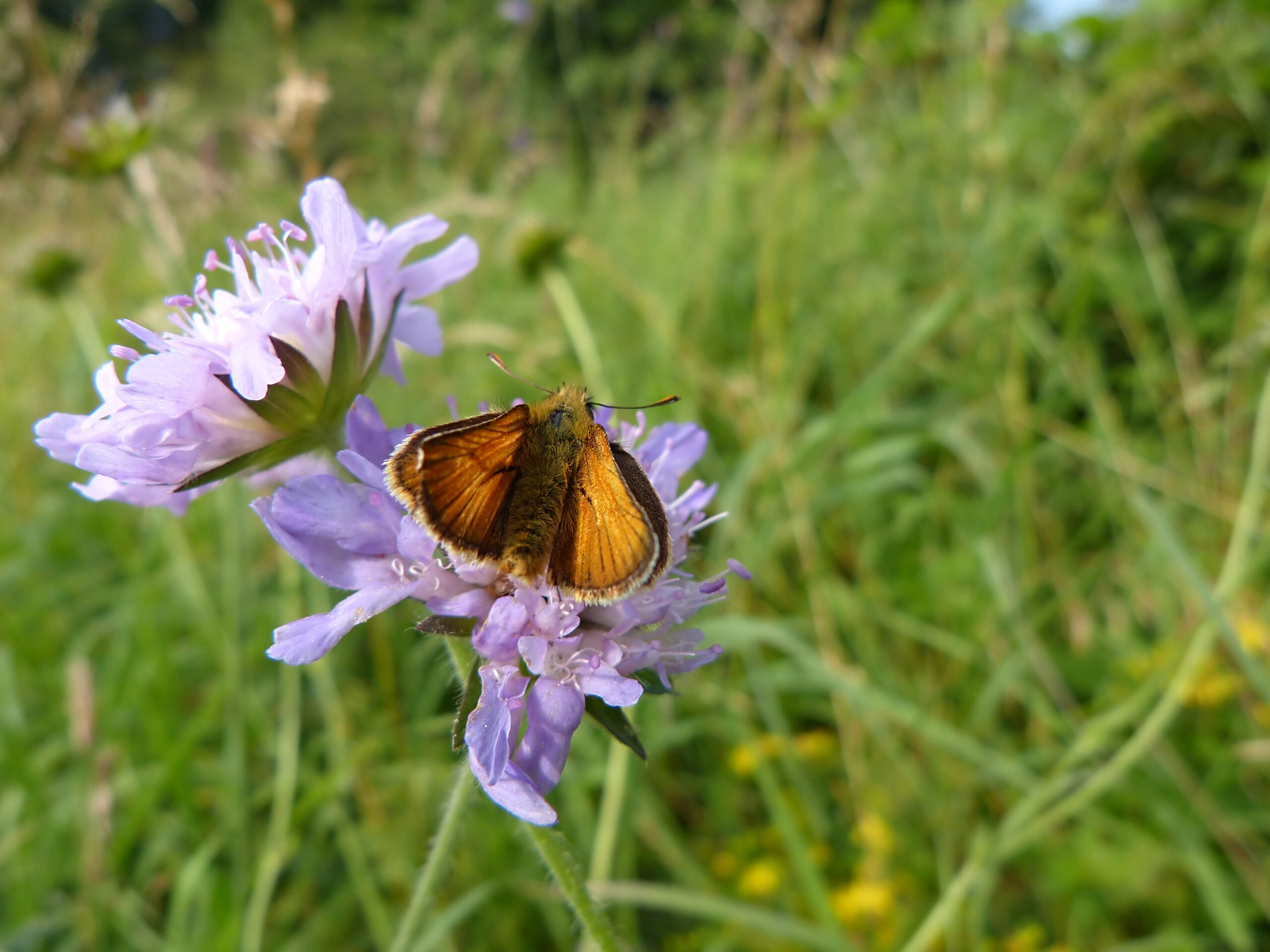 Chemical Memories: The Scent Connection (image credits: wikimedia)