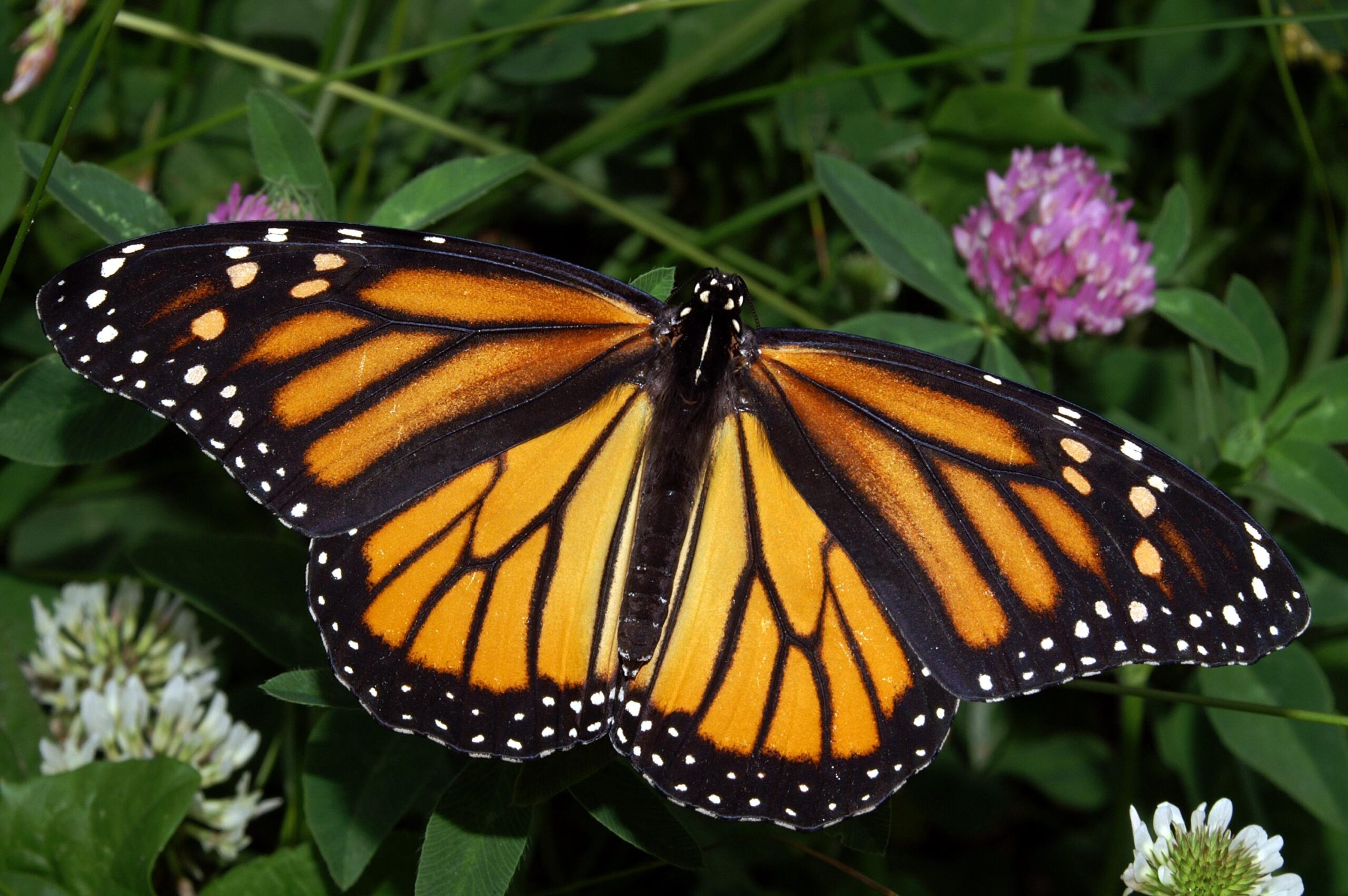 The Monarch Migration Mystery Solved (image credits: wikimedia)