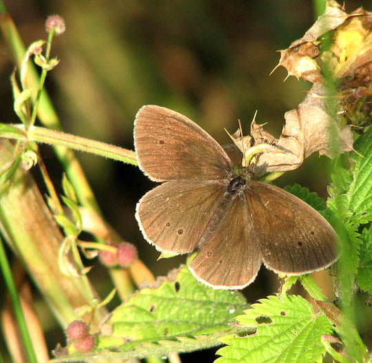 Taste Memories: From Leaf to Nectar (image credits: wikimedia)