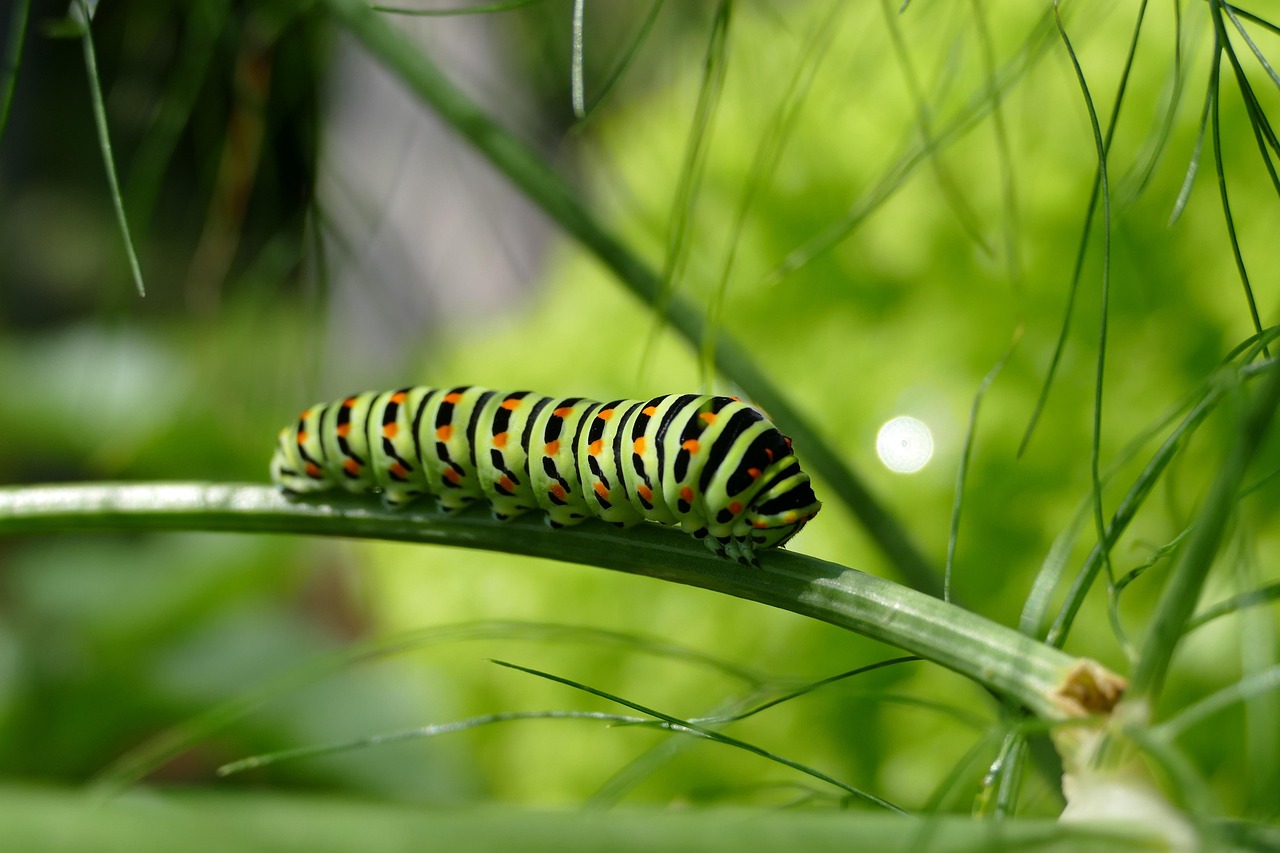 Social Memories: Recognizing Friend from Foe (image credits: pixabay)