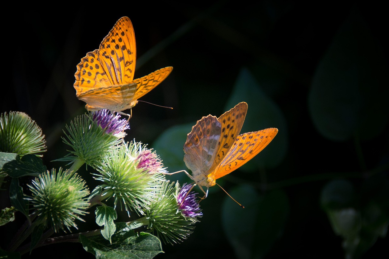 The Future of Metamorphic Memory Research (image credits: pixabay)