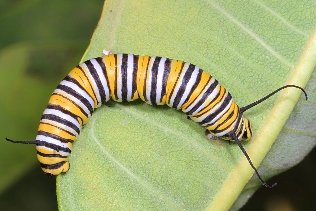 Conservation Implications of Butterfly Memory (image credits: flickr)