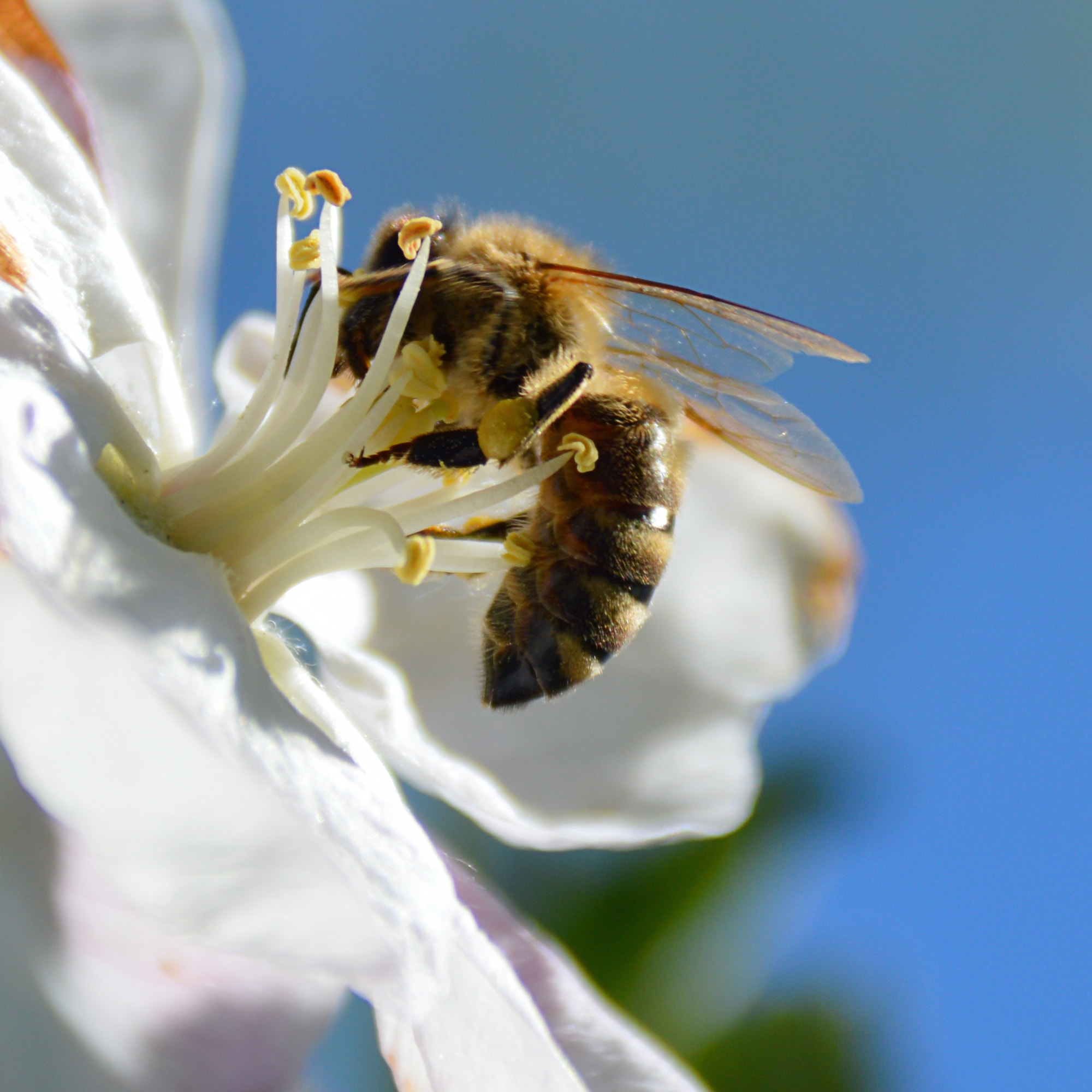 The Social Butterfly: Honeybee (image credits: wikimedia)