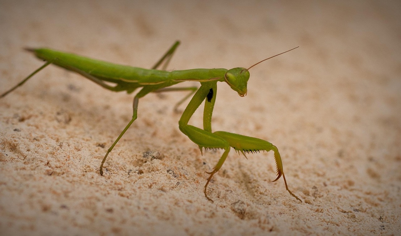 The Loyal Guardian: Praying Mantis (image credits: pixabay)