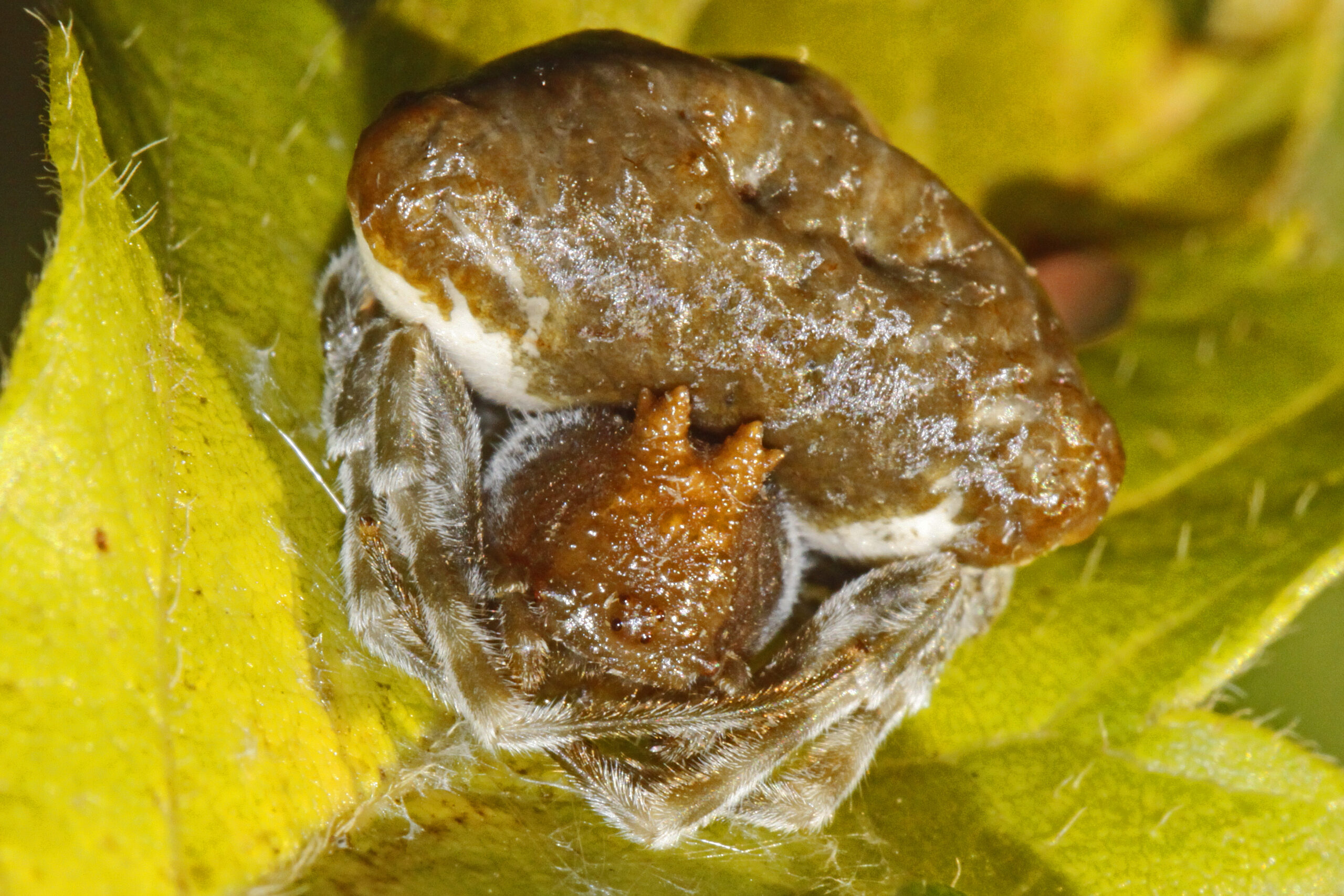 Aggressive Mimicry: The Ultimate Predator's Disguise (image credits: wikimedia)