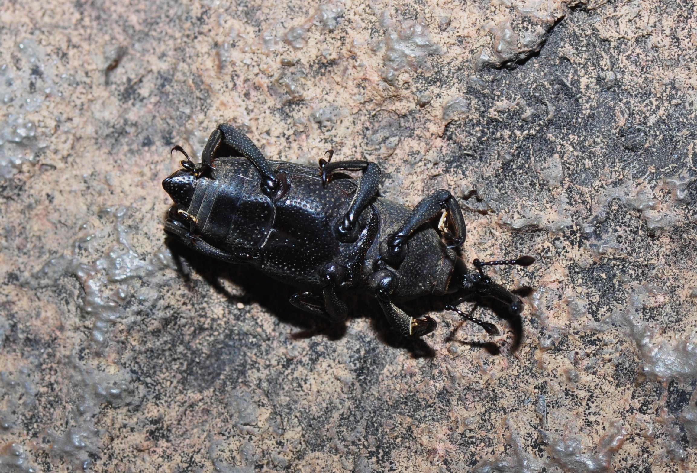 Survival Through Subterfuge: When Playing Dead Works (image credits: Weevil playing dead, CC BY-SA 2.0, https://commons.wikimedia.org/w/index.php?curid=46852847)