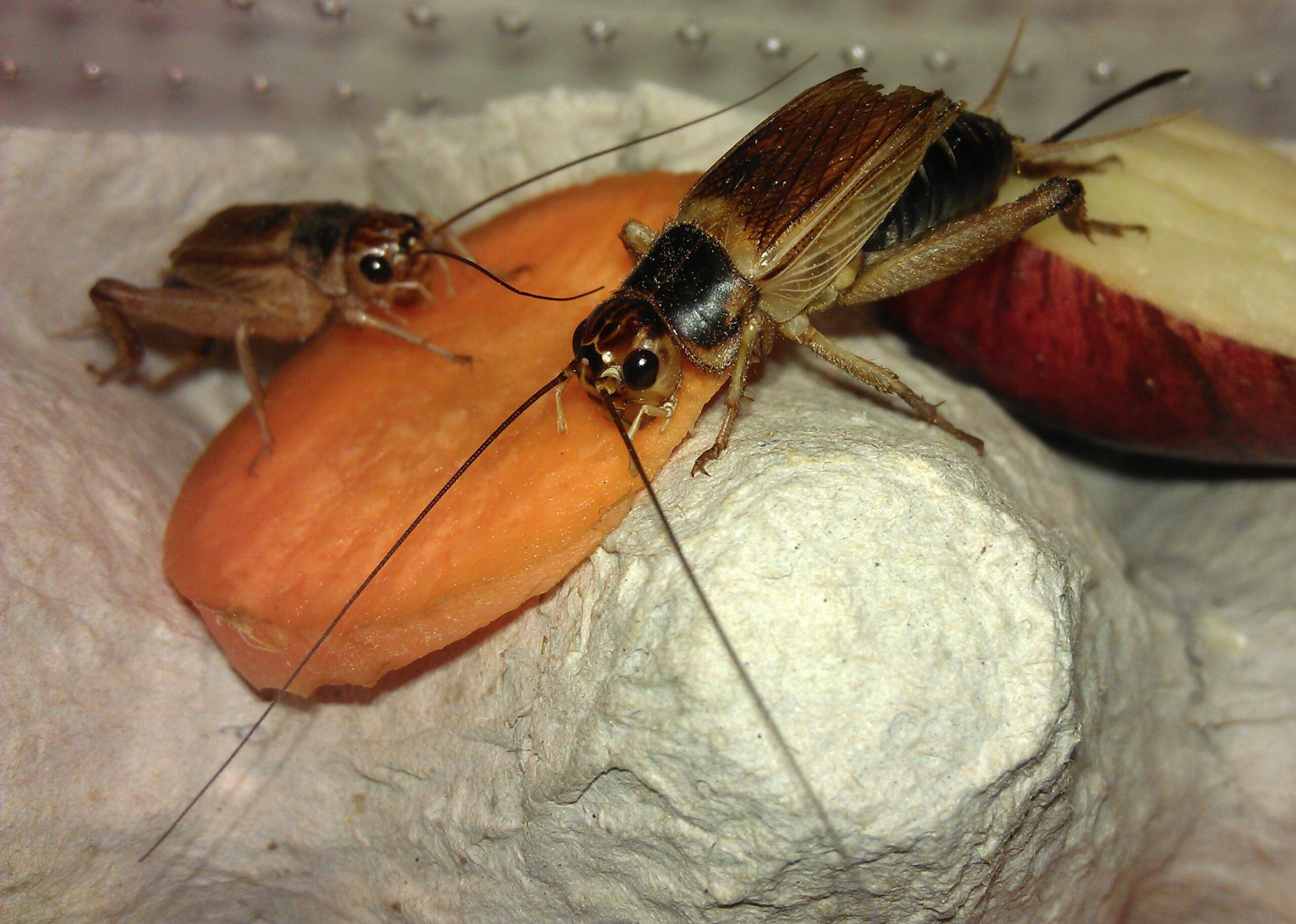 Sexual Deception: When Love Signals Lie (image credits: By Sean Wallace, CC BY-SA 3.0, https://commons.wikimedia.org/w/index.php?curid=21277448)