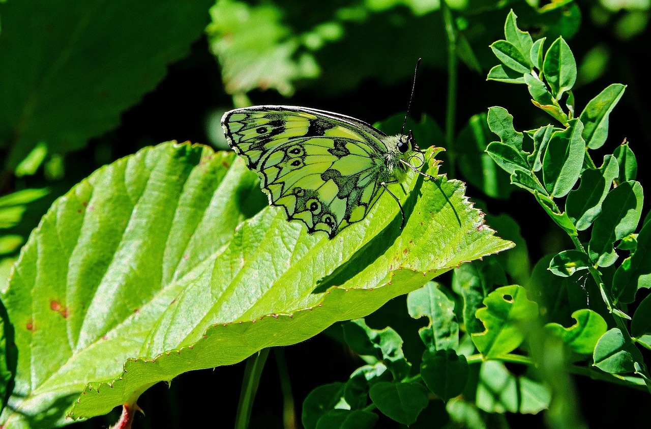 The Cost of Deception: When Lies Become Expensive (image credits: pixabay)