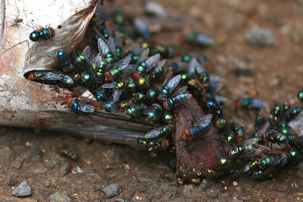 Corpse Cleaners of the Wild: How Insects Keep Death from Piling Up