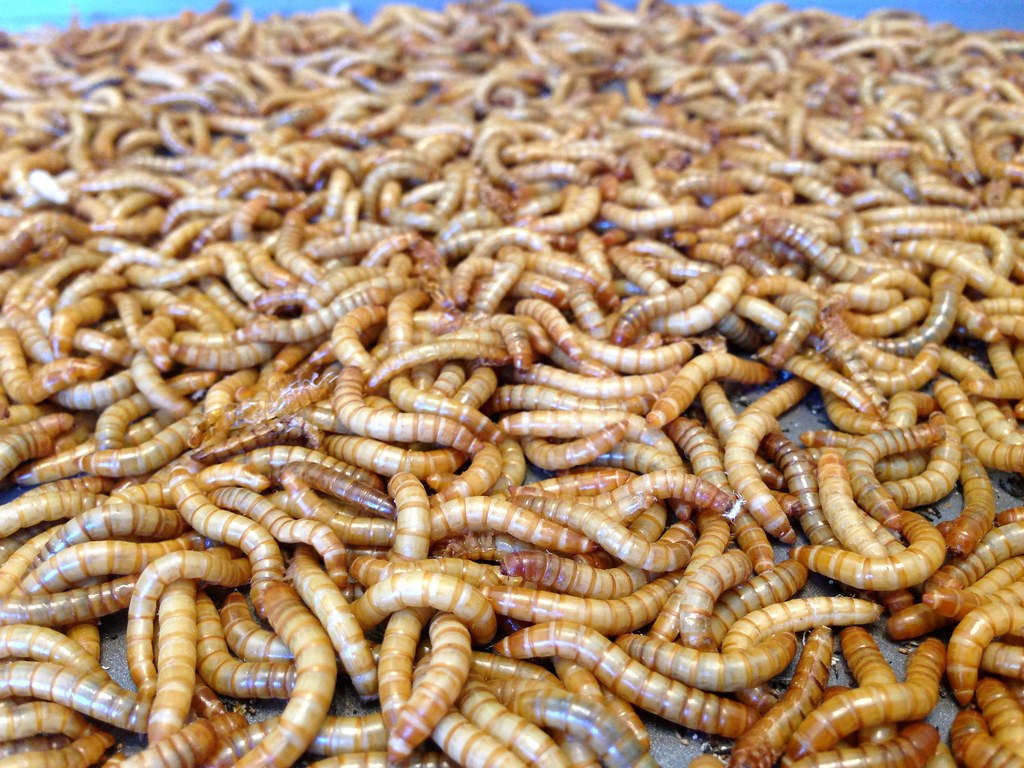 The Mighty Mealworm: Plastic's Worst Nightmare (image credits: flickr)