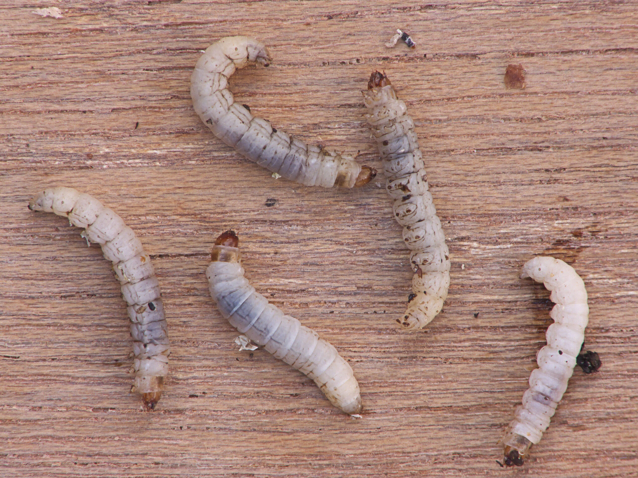 Wax Moths: The Polyethylene Predators (image credits: By Rasbak, CC BY-SA 3.0, https://commons.wikimedia.org/w/index.php?curid=17715669)