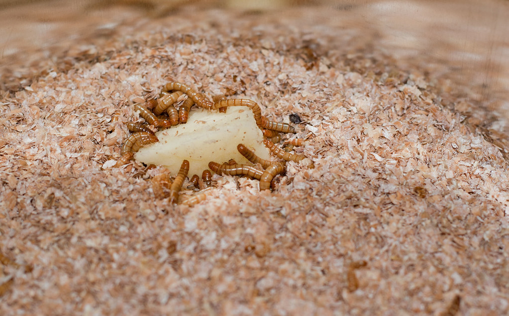 Speed Demons: How Fast Can Nature Work? (image credits: flickr)