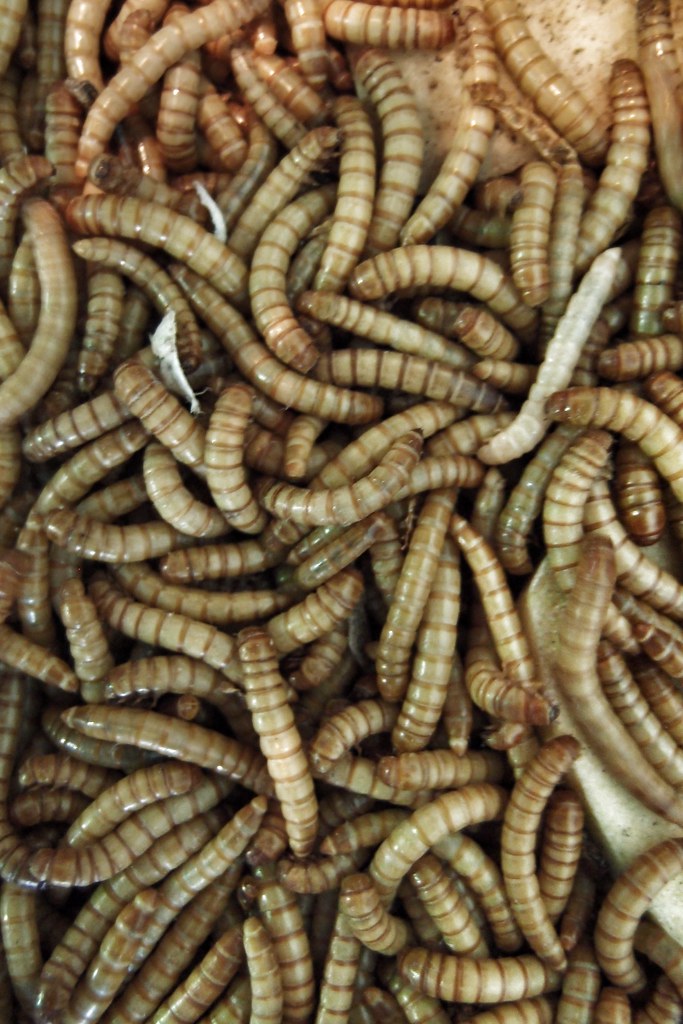 Future Innovations: Engineering Better Bug Solutions (image credits: flickr)
