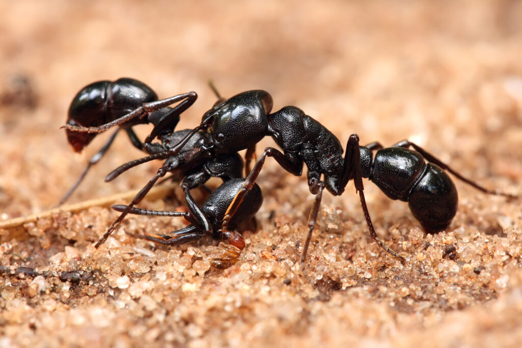 Social Structures in Ants vs Humans