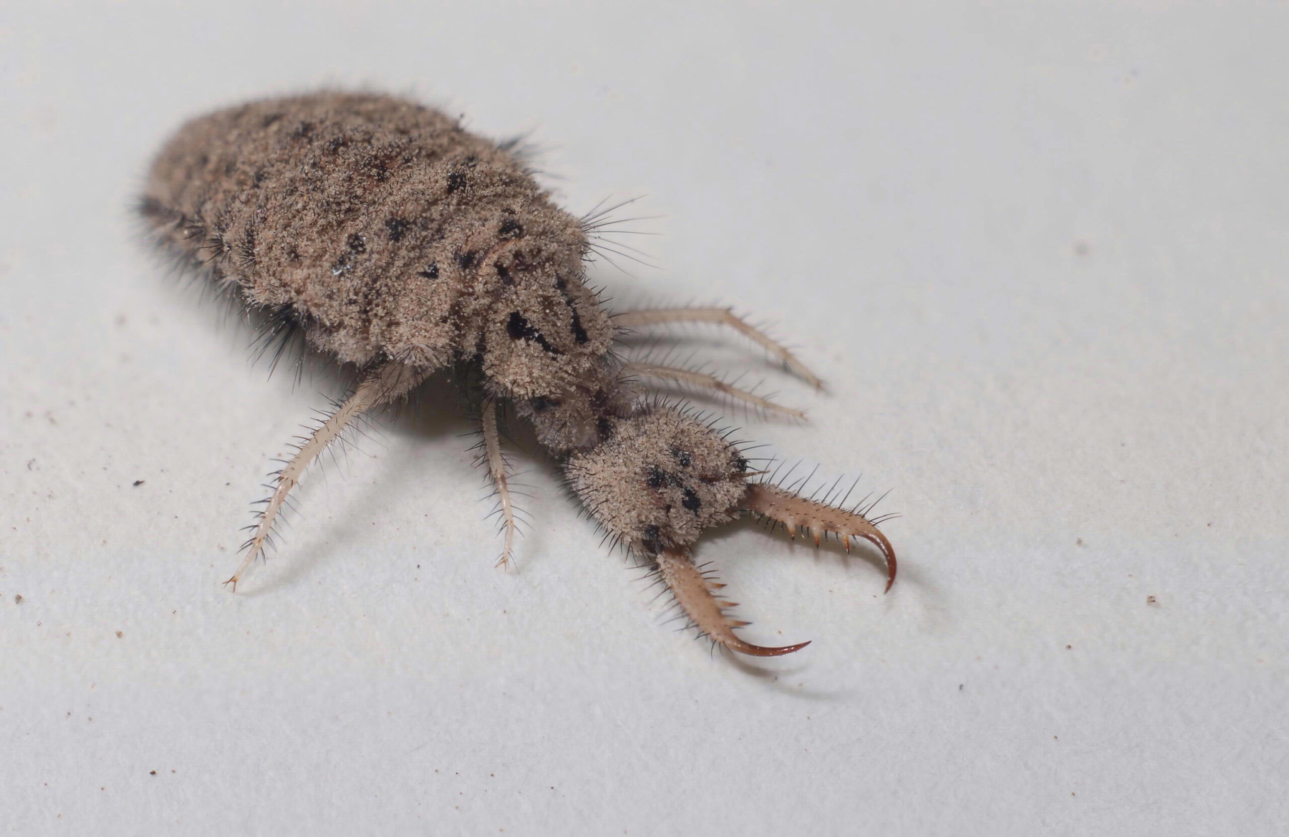 The Master Architect of Death Traps (image credits: This image is Image Number 5370350 at Insect Images, a source for entomological images operated by The Bugwood Network at the University of Georgia and the USDA Forest Service.
Check archived versions at web.archive/archive.is, CC BY 3.0 us, https://commons.wikimedia.org/w/index.php?curid=8322114)