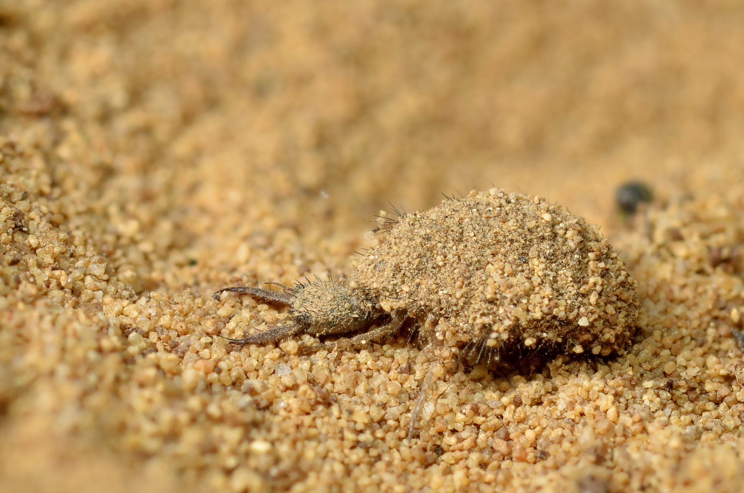 Backwards Engineering at Its Finest (image credits: Antlion larva, CC BY-SA 2.0, https://commons.wikimedia.org/w/index.php?curid=24610848)