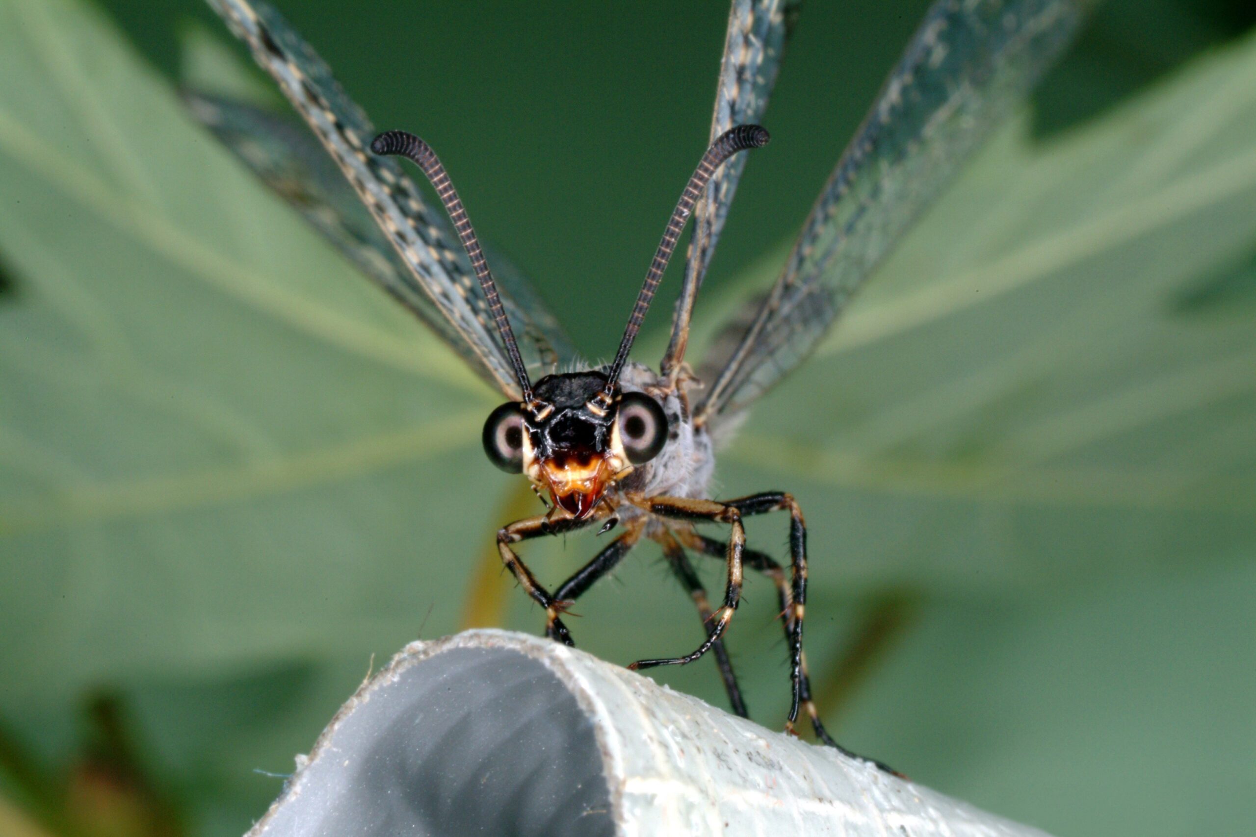 The Surprising Adult Transformation (image credits: wikimedia)