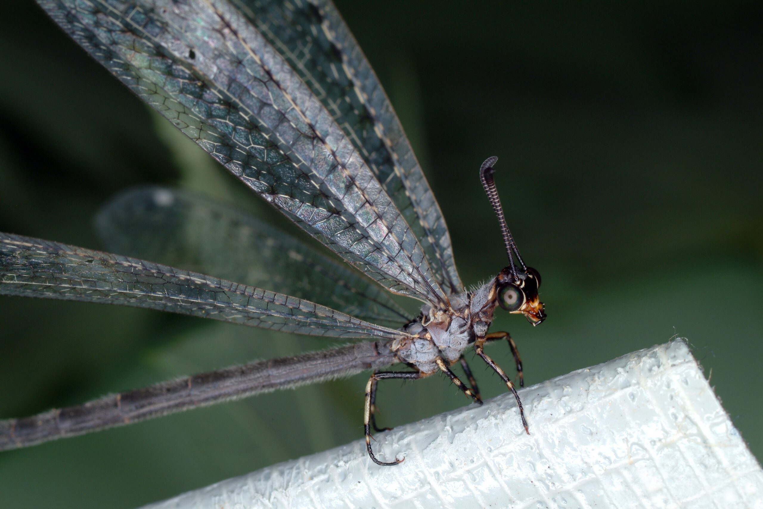 The Physics Behind the Perfect Pit (image credits: This image is Image Number 1252003 at Insect Images, a source for entomological images operated by The Bugwood Network at the University of Georgia and the USDA Forest Service.
Check archived versions at web.archive/archive.is, CC BY 3.0 us, https://commons.wikimedia.org/w/index.php?curid=8322102)