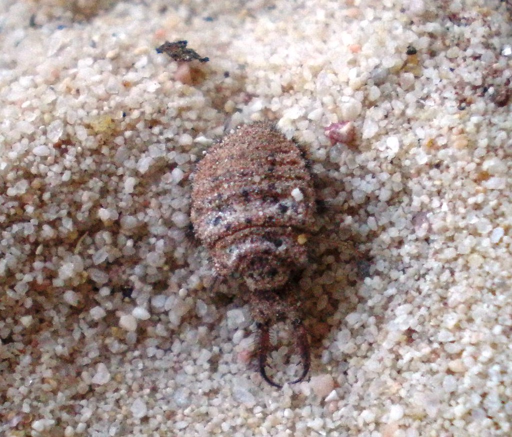 Climate Change and Shifting Sands (image credits: flickr)