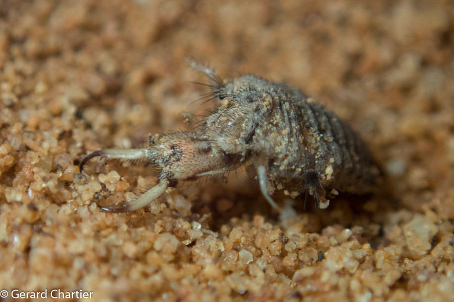 The Role in Desert Ecosystems (image credits: flickr)