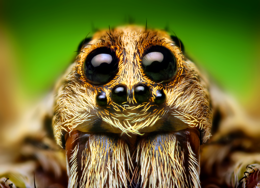 The Perfect Predator: Built for the Hunt (image credits: wikimedia)