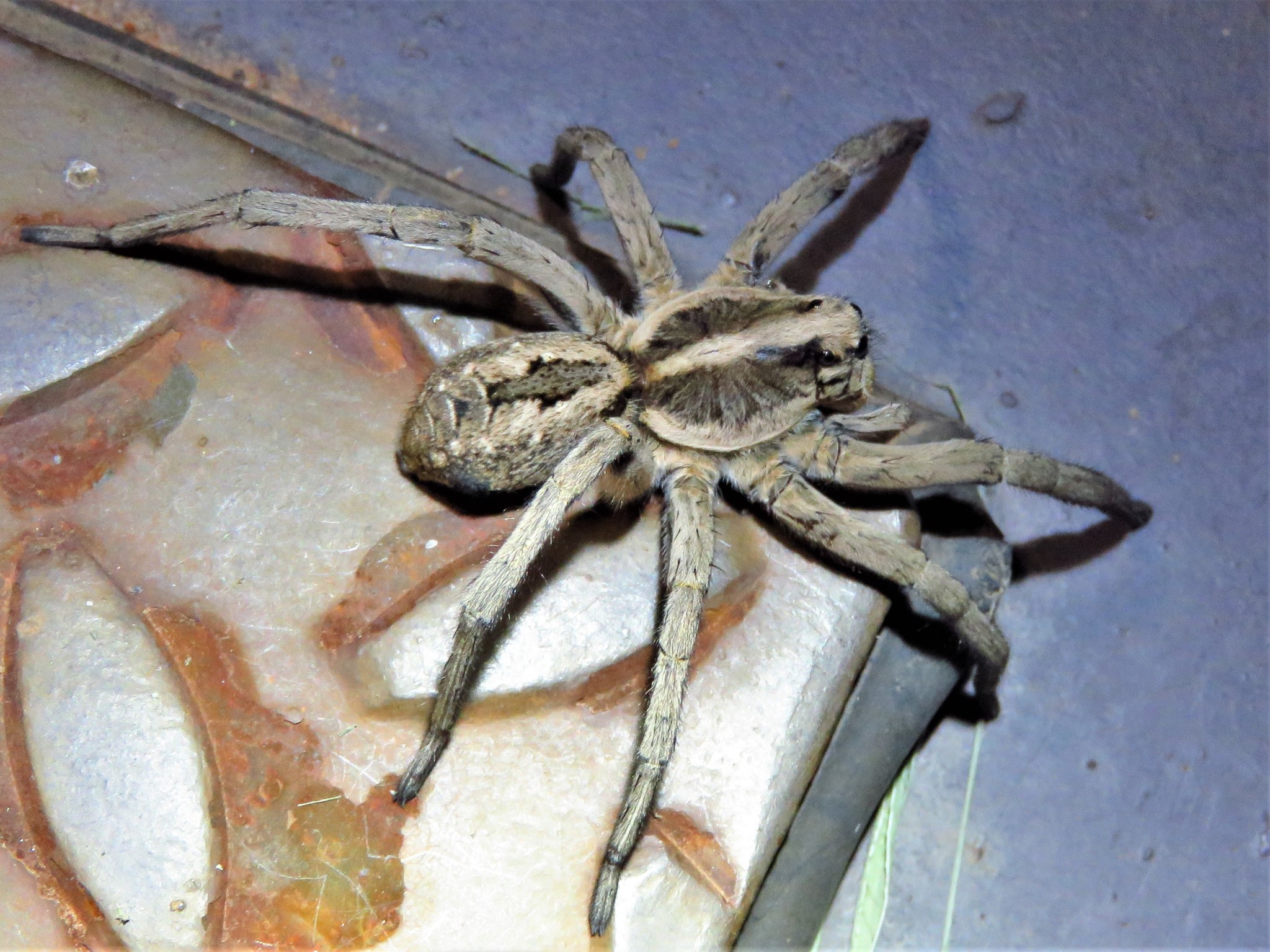 Venom: Powerful but Not Dangerous to Humans (image credits: wikimedia)