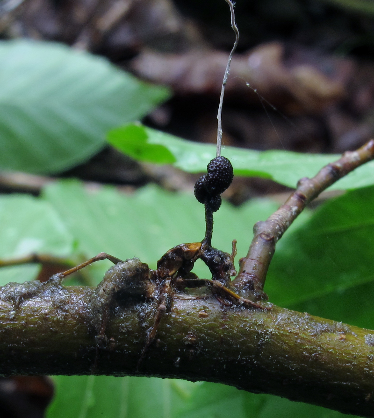 Ophiocordyceps: The Zombie-Making Fungus That Knows Its Victim (image credits: wikimedia)