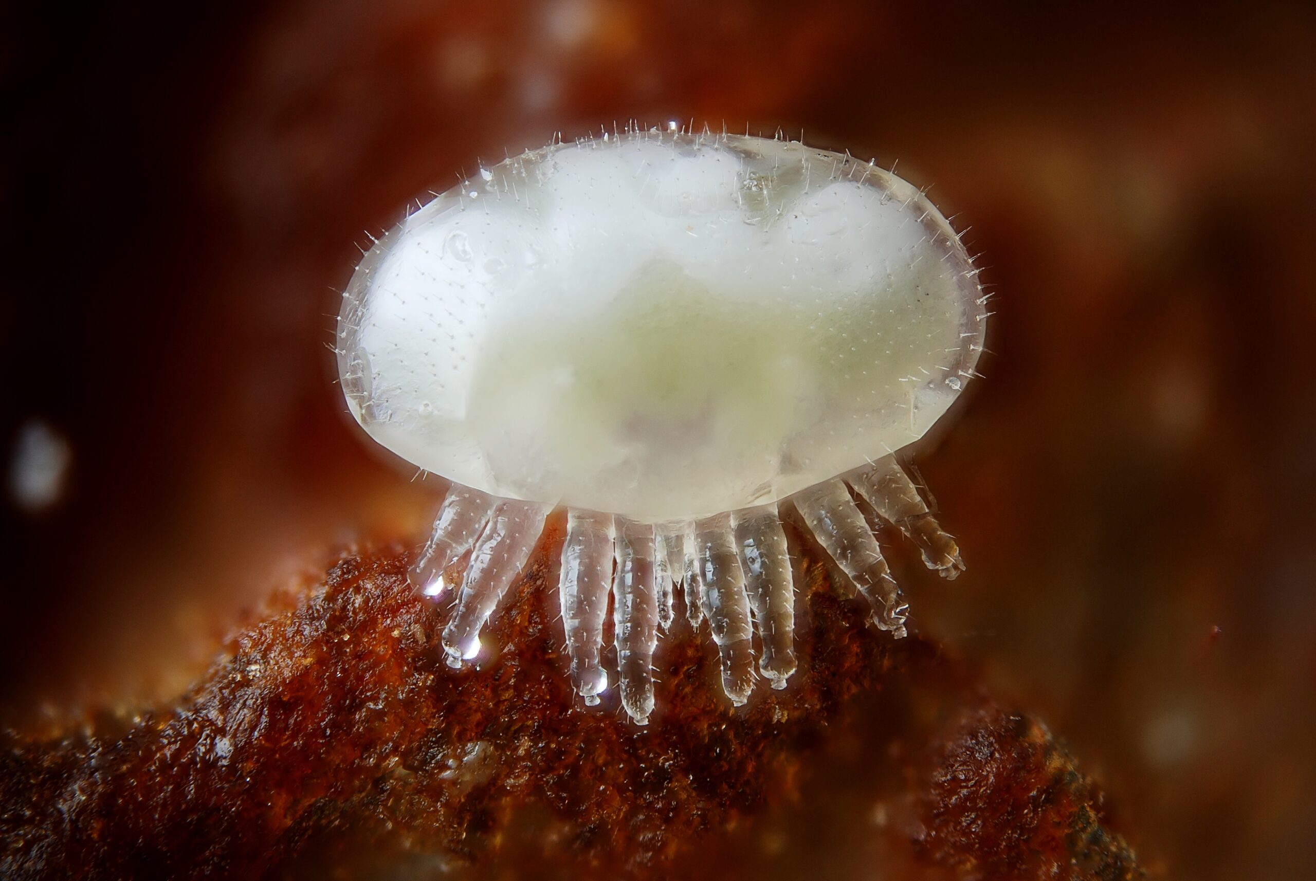 Varroa Destructor: The Mite That's Crushing Honey Bee Populations (image credits: wikimedia)