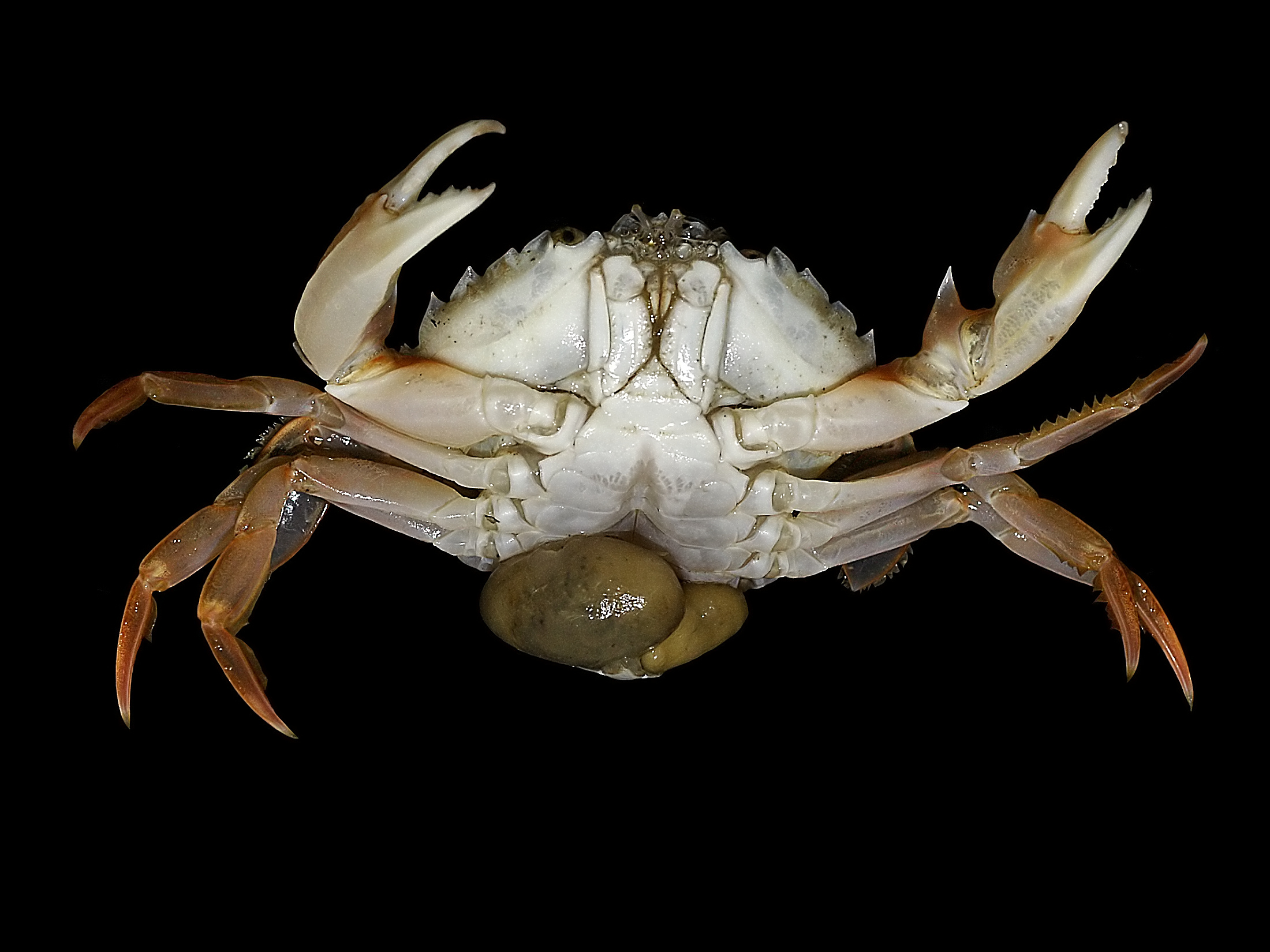Sacculina: The Barnacle That Turns Crabs Into Zombies (image credits: wikimedia)