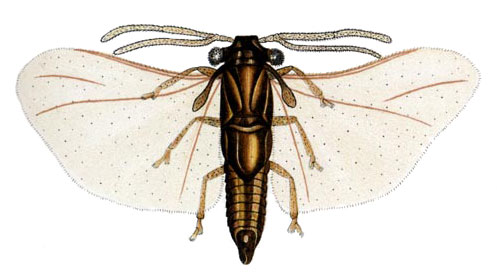 Strepsiptera: The Twisted-Wing Parasites (image credits: wikimedia)