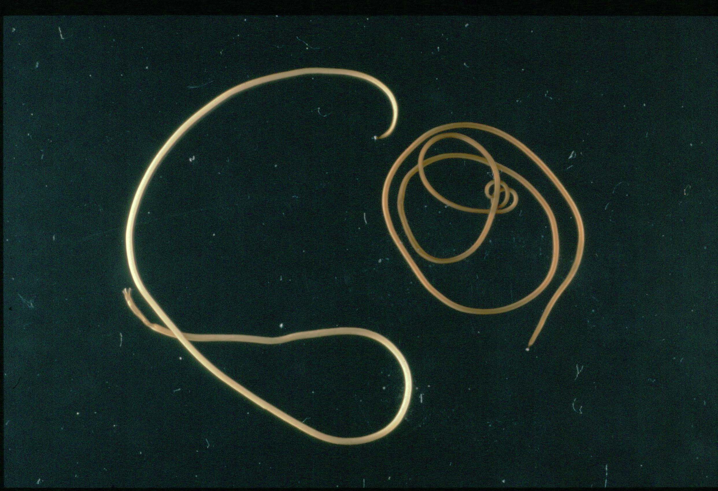 Horsehair Worms: The Aquatic Puppet Masters (image credits: wikimedia)