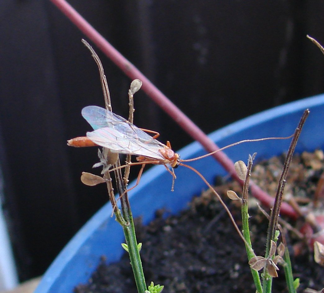 Ichneumon Wasps: The Surgical Strikers (image credits: wikimedia)