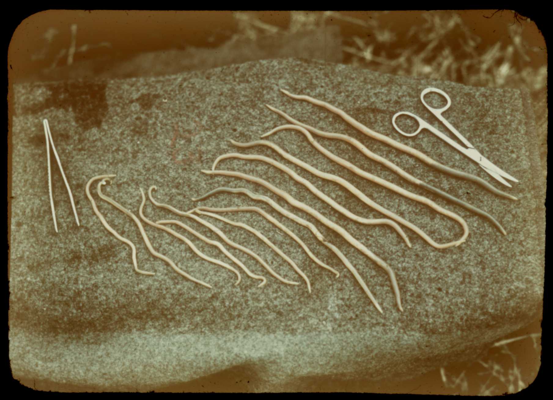 Entomopathogenic Nematodes: The Underground Assassins (image credits: wikimedia)