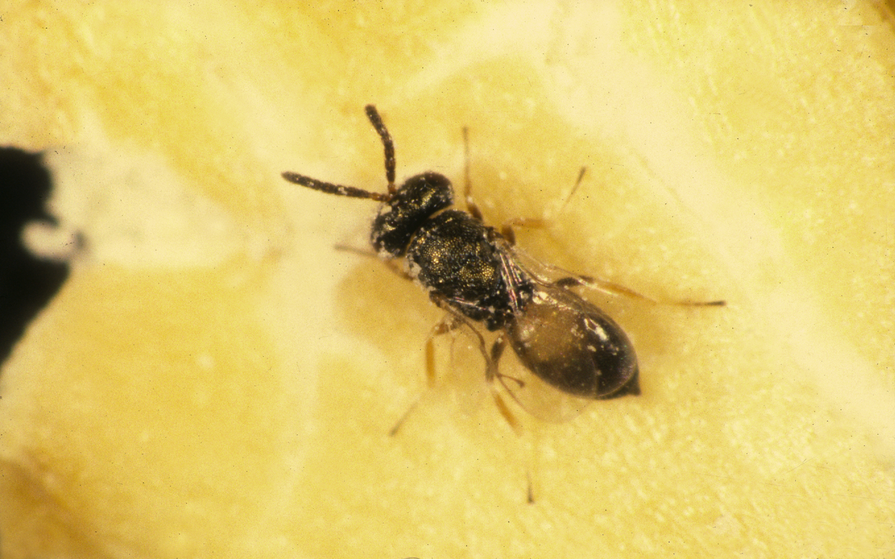 The Future of Species-Specific Parasitism (image credits: wikimedia)