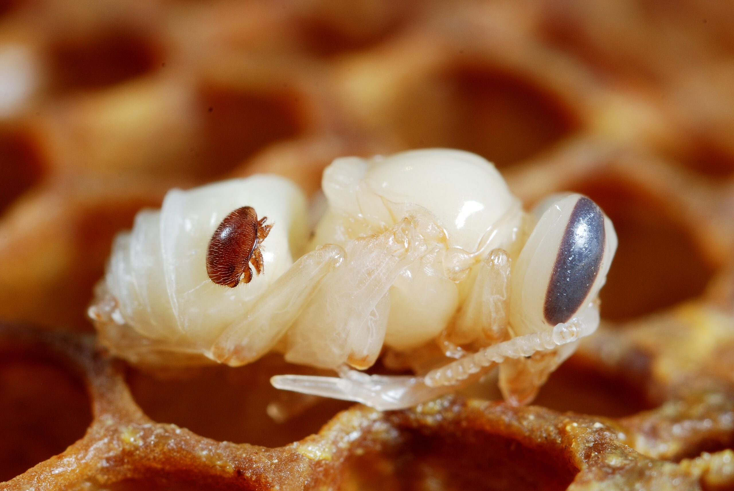 Disease Dynamics and Ecosystem Health (image credits: wikimedia)