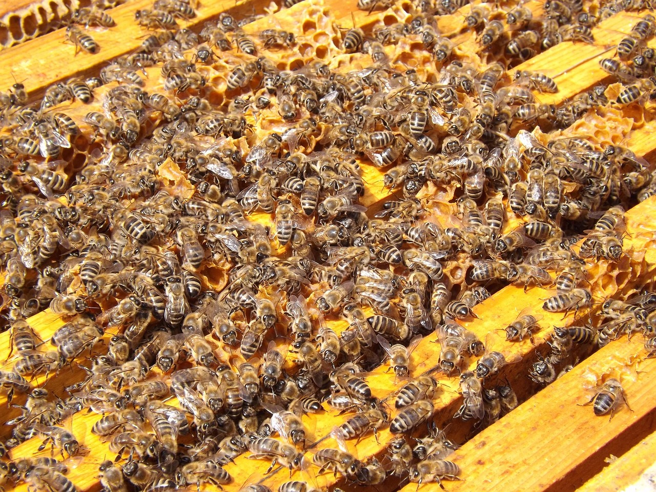 Future Implications and Ecosystem Management (image credits: pixabay)