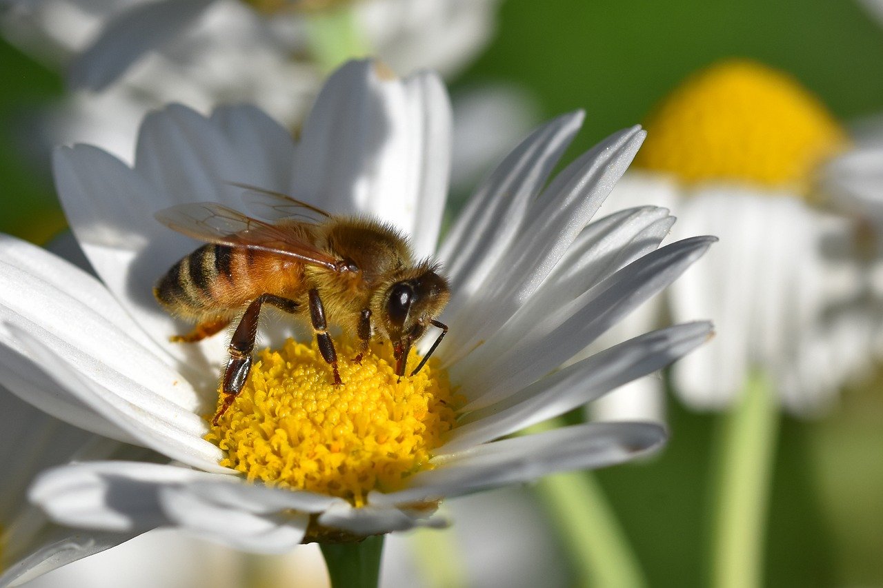 Conclusion: Redefining Ecological Success (image credits: pixabay)
