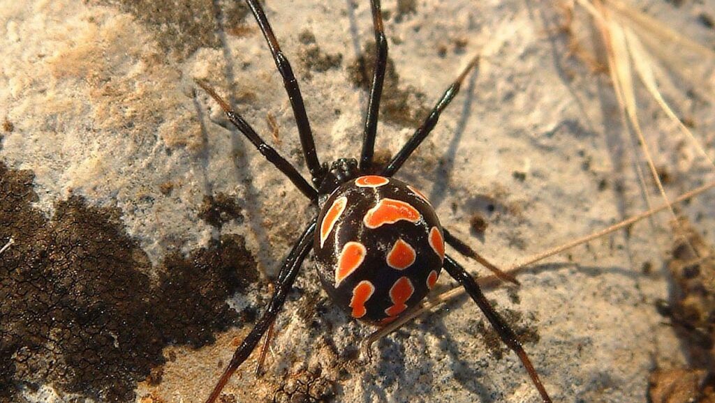 spider, black widow, red, black, gruesome, european black widow, mediterranean black widow, latrodectus tredecimguttatus, female, malmignatte, web spider, hood weaver, theridiidae, true widow, latrodectus mactans, high toxic, highly poisonous, poisonous, black widow, black widow, black widow, black widow, black widow