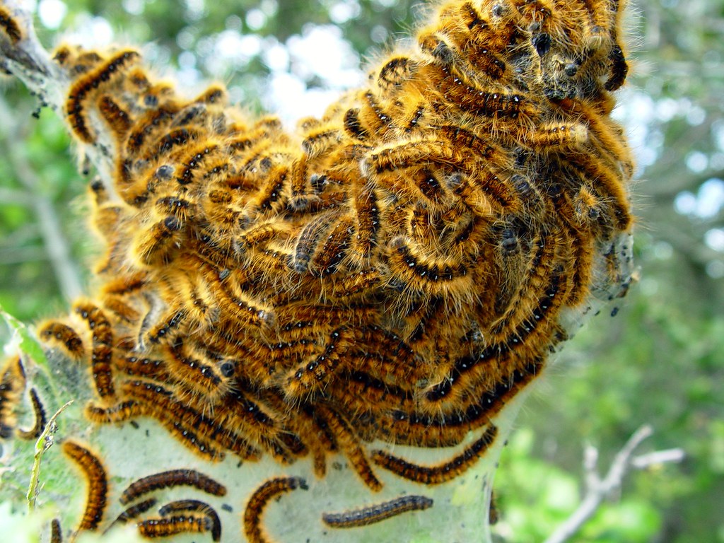 Tent caterpillars on a tree branch