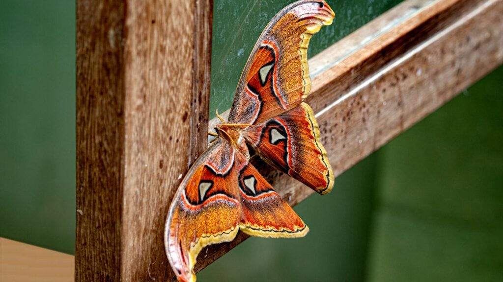 Beautiful close-up of an Atlas Moth on a wooden window frame. Rich textures and detailed patterns.