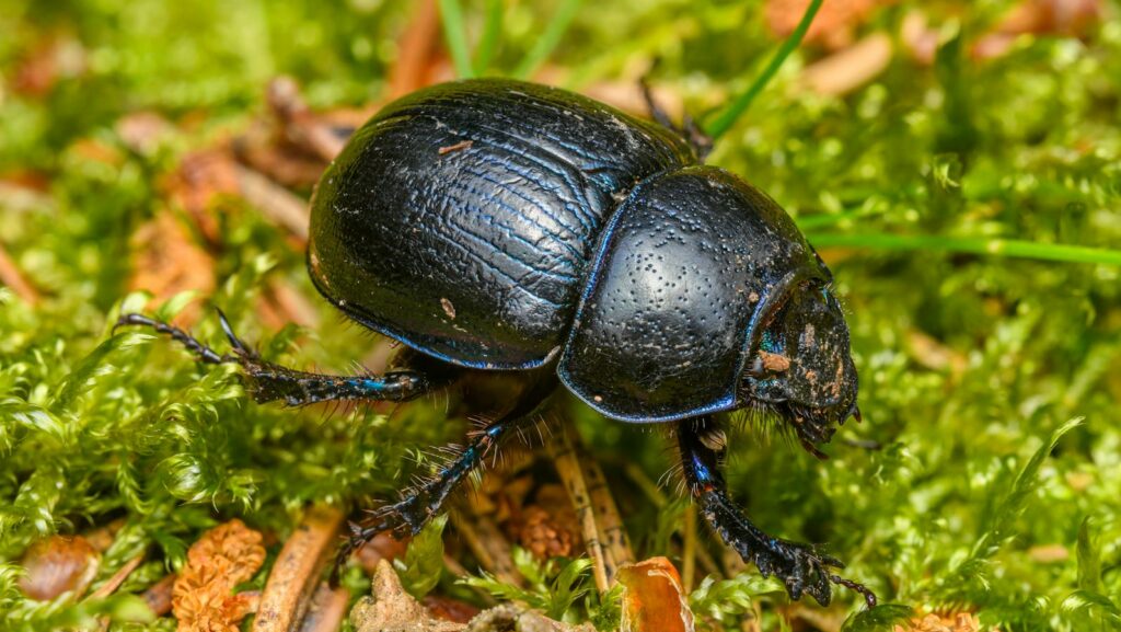 Close-up view of Anoplotrupes stercorosus beetle on green moss in forest setting.