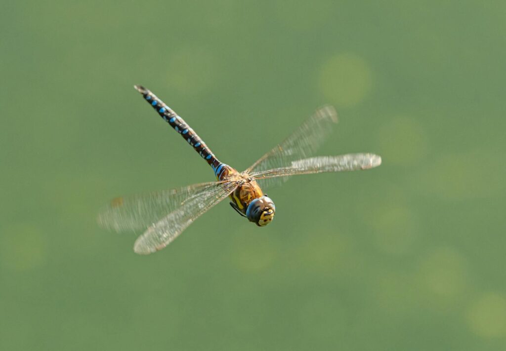 Detailed capture of a dragonfly flying against a blurred green backdrop, showcasing its wings and body features.
