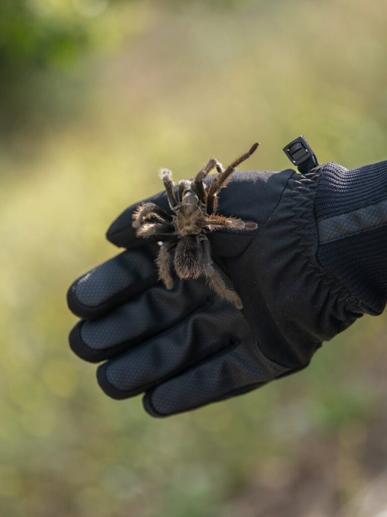 A detailed close-up photo of a tarantula sitting on a gloved hand in an outdoor setting.