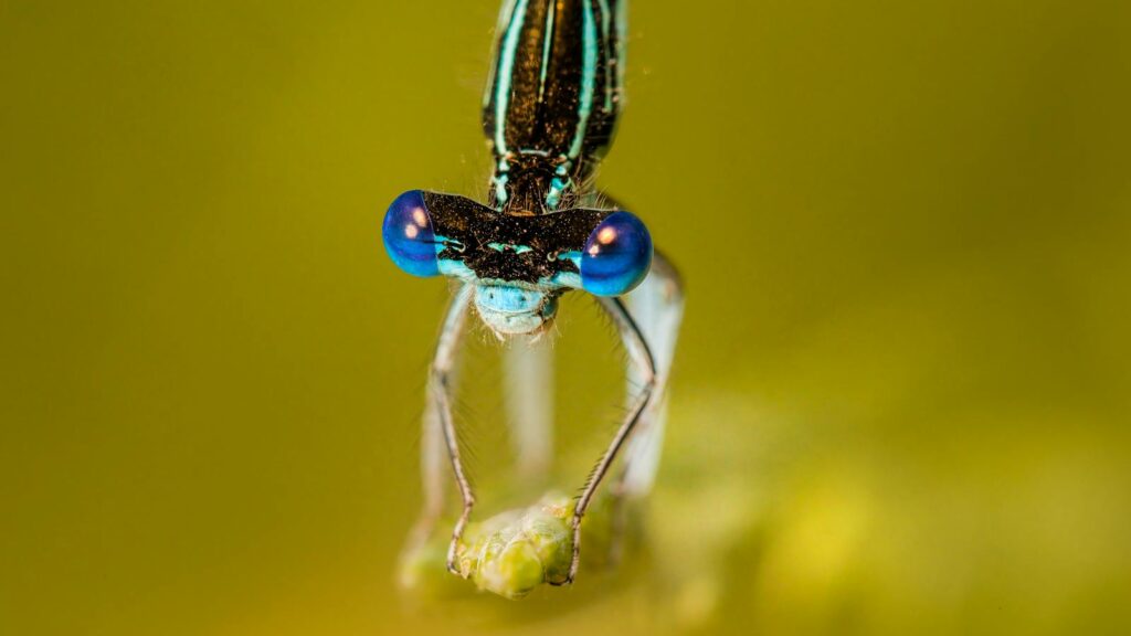 Close-up of a blue-eyed dragonfly perched on a plant, showcasing intricate details.