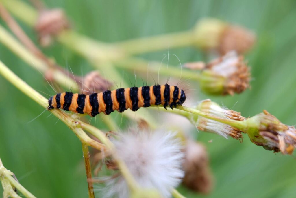 Detailed image of a cinnabar moth caterpillar on a green plant stem outdoors.